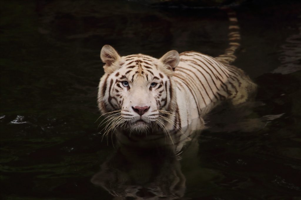 Des chercheurs suédois ouvrent la voie à la possible résurrection du tigre de Tasmanie